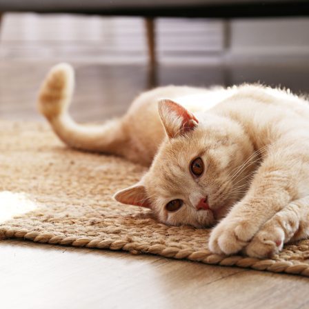Pet Trusts:  Loving Your Pets Even After You Are Gone
