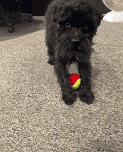 A small black dog stands on a carpeted floor with its front paws around a red and yellow tennis ball.