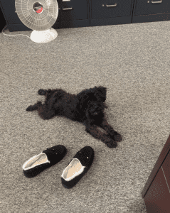 A black dog lies on a carpeted floor near a pair of black slippers, with a fan and filing cabinets in the background.