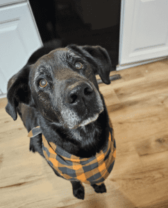 Black dog with gray fur on face wearing an orange and gray plaid bandana looks up with a wooden floor and white cabinetry in the background.