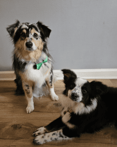 Two dogs on a wooden floor against a gray wall. The left dog is sitting, wearing a green bow tie. The right dog is lying down, with a black and white coat.