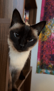 Siamese cat peeks out from behind a wooden shelf, with colorful tapestry in the background.