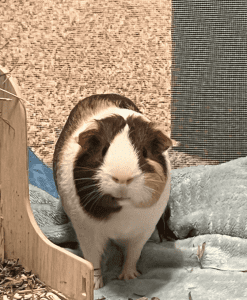 A brown and white guinea pig stands alertly on a blue blanket in its enclosure, surrounded by hay and wooden structures.