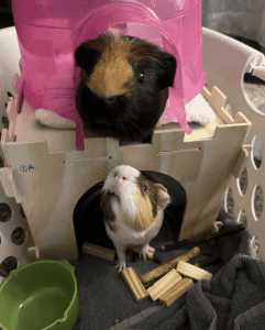 Two guinea pigs in a play area: one black and brown inside a pink igloo on a wooden structure, and one brown and white looking up from an archway below. Green bowl on the floor.