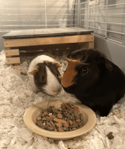 Two guinea pigs in a cage with shredded bedding. One is brown and white, the other black and brown. They are eating from a beige bowl filled with pellets and dried food. A wooden shelter is behind them.