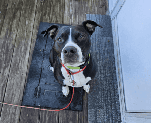 Black and white dog with a red leash sits on a black mat on wooden flooring, looking up at the camera.