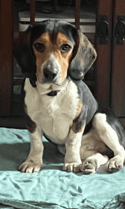 A Beagle sits on a green blanket, looking forward with floppy ears and a tricolor coat.