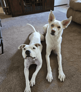Two dogs lying on a carpeted floor indoors, one with pointed ears and tan markings, the other white with short ears, both looking up at the camera.