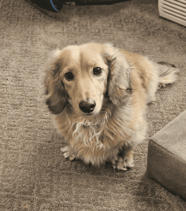 Long-haired dachshund with a golden-brown coat sits on a textured carpet, gazing upward.