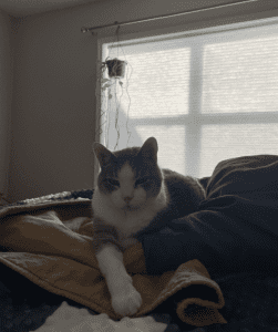 A cat is lying on a bed with a blanket, in front of a window with blinds. A small potted plant hangs in the background.