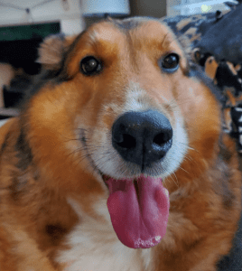 A close-up of a brown and white dog with its tongue out, sitting indoors on a patterned blanket.