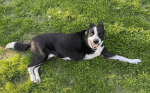 A black and white dog lies on green grass, looking upward with its mouth slightly open and tail extended.