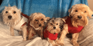 Four small dogs wearing red and white sweaters sit side by side on a plush white blanket with a blue background.