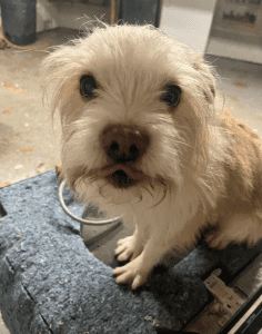 Scruffy white and tan dog with shaggy fur sitting on a blue surface, looking up with tongue slightly out in a garage setting.