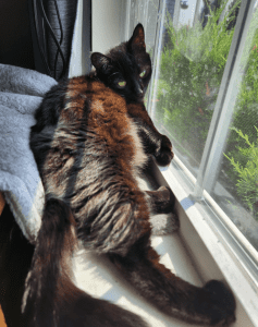 Black cat lounging on a windowsill, soaking up sunlight. Greenery visible outside the window.