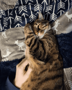 A tabby cat sleeps on a patterned blanket, with a person gently petting its side.