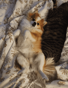 A small fluffy dog lies on its back next to a tabby cat on a patterned blanket.