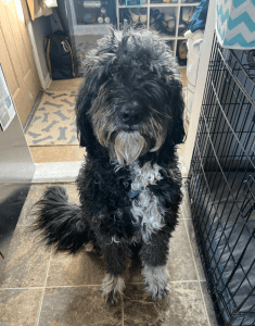 A black and white curly-haired dog sits on a tile floor near a metal crate, looking towards the camera.