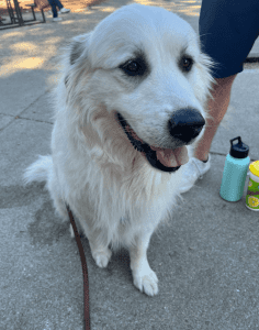 A white fluffy dog sits on a concrete surface, panting happily. A person in blue shorts stands beside, with water bottles nearby.