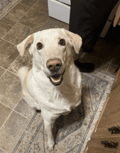 A white dog with a pink nose sits on a patterned rug in a kitchen, looking up with an alert expression.