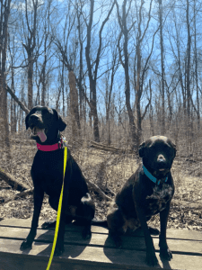 Two black dogs sitting on a wooden platform in a forest with leafless trees under a clear blue sky. One dog wears a pink collar and yawns; the other has a blue collar and looks ahead.