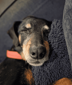 A black and brown dog with a red collar sleeps on a fuzzy blue pillow, eyes closed and head resting comfortably.